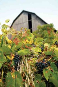 Finding Edible Wild Fruits in the Country Image